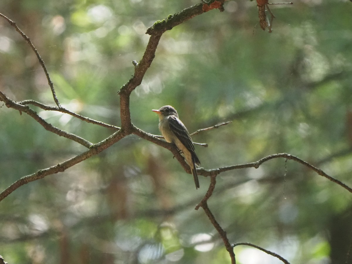 Eastern Wood-Pewee - ML639575106