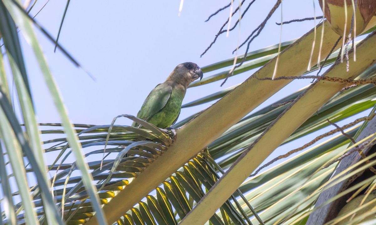 Brown-headed Parrot - ML639575257