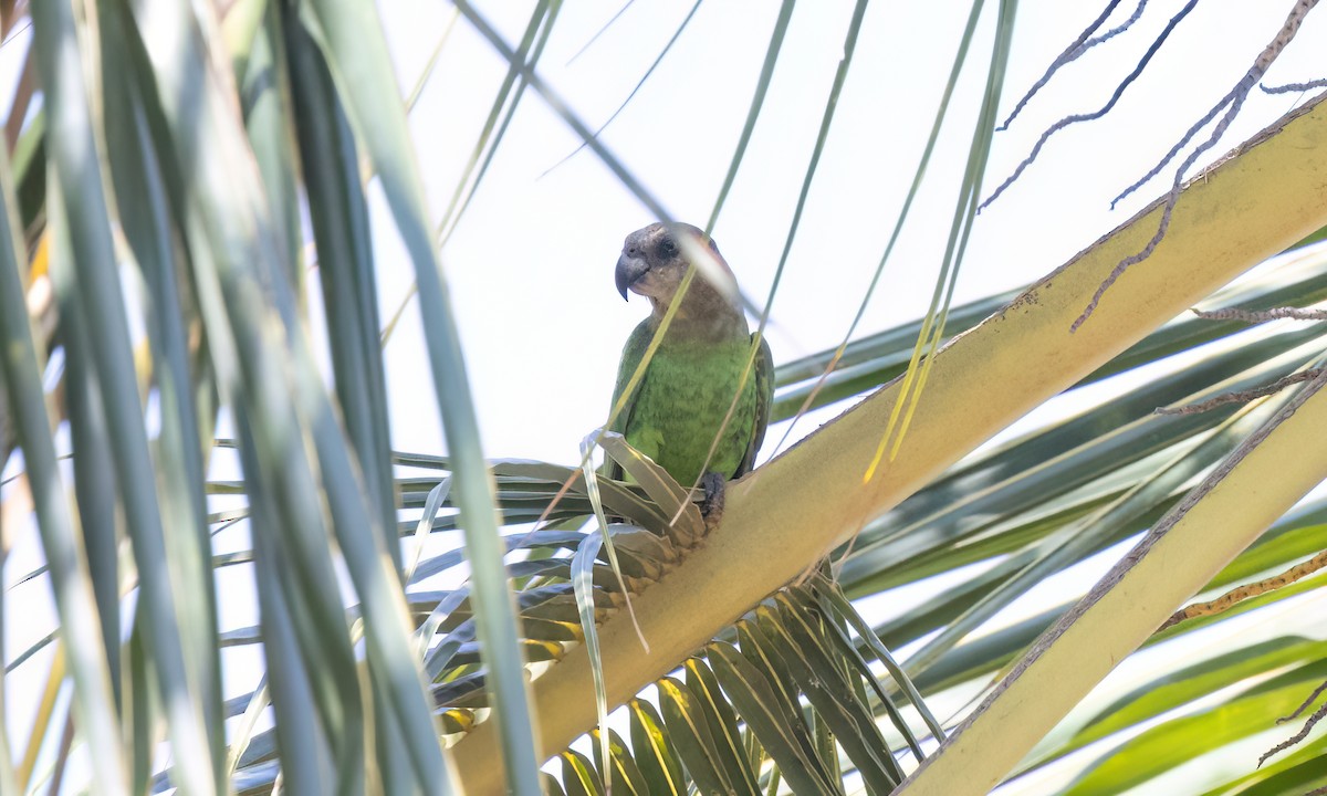 Brown-headed Parrot - ML639575259