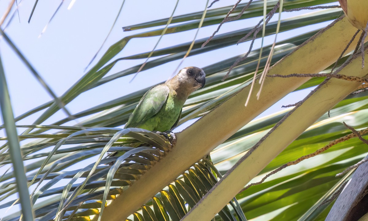 Brown-headed Parrot - ML639575260