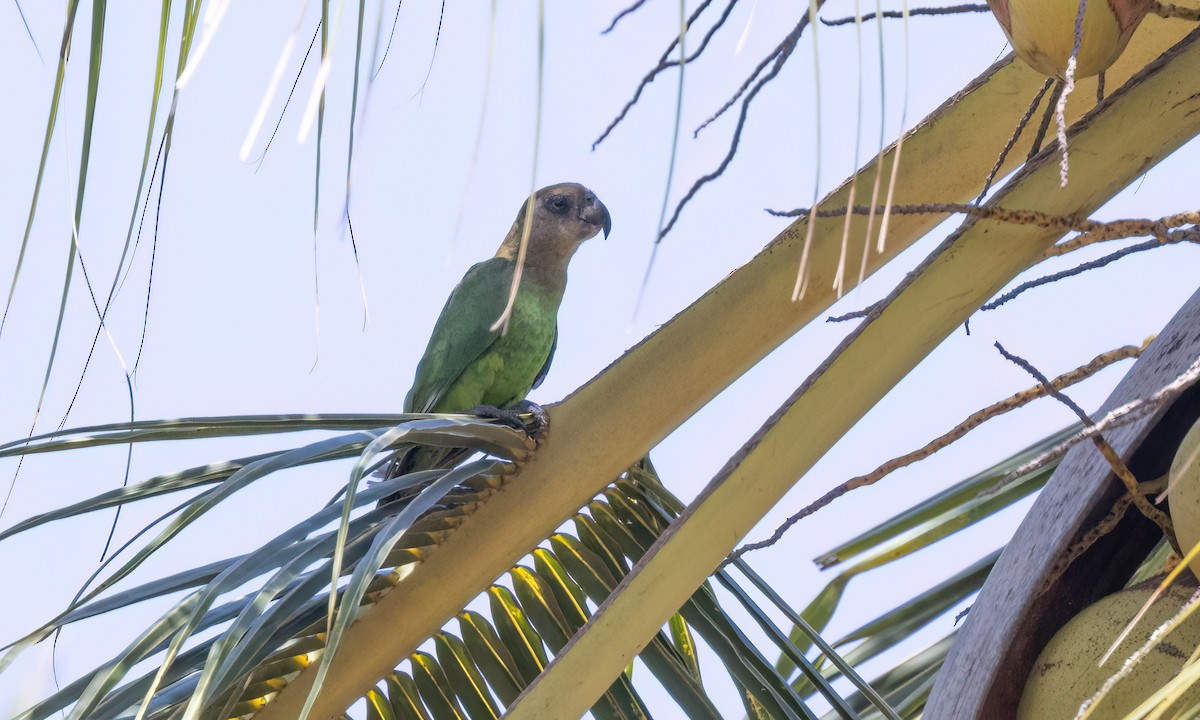 Brown-headed Parrot - ML639575261