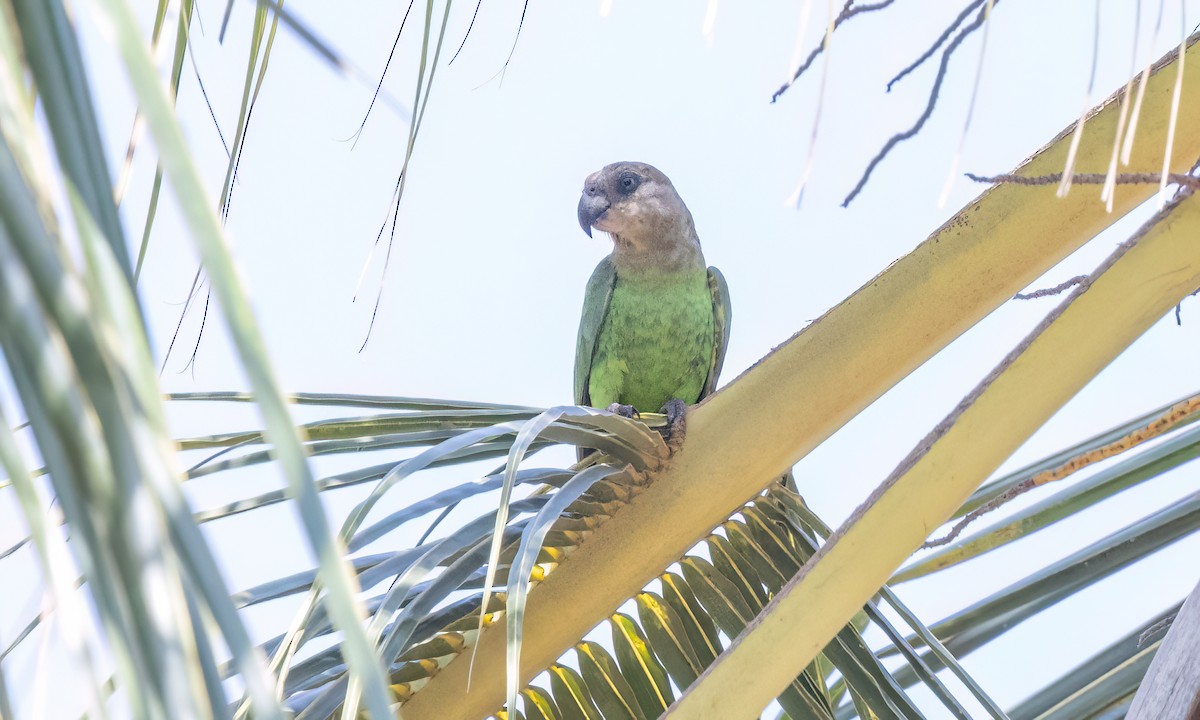 Brown-headed Parrot - ML639575264