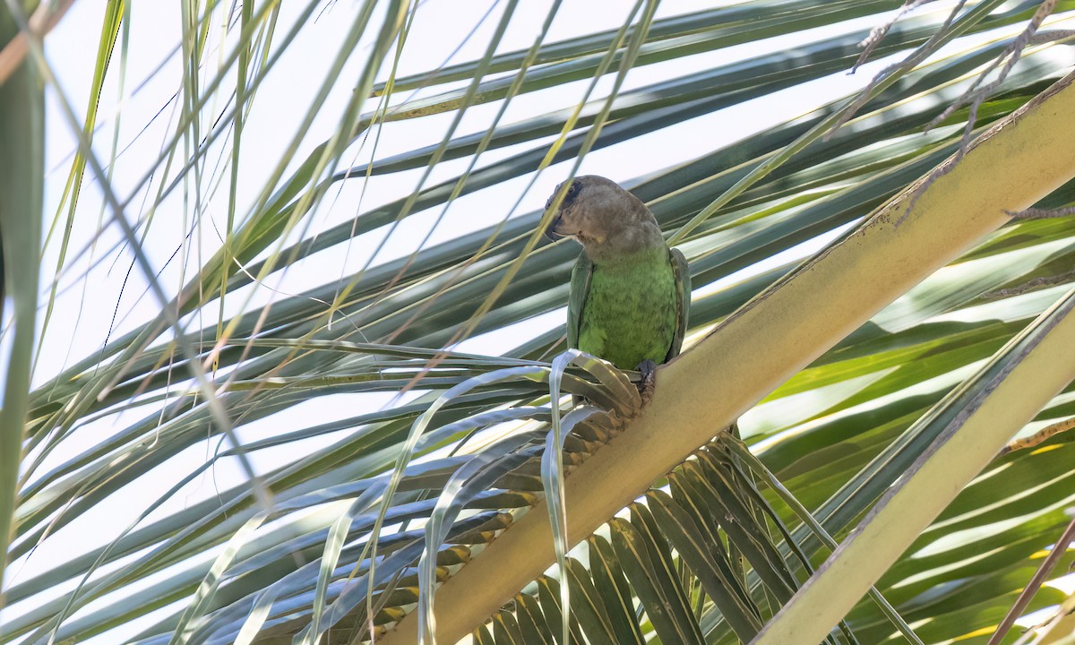 Brown-headed Parrot - ML639575265