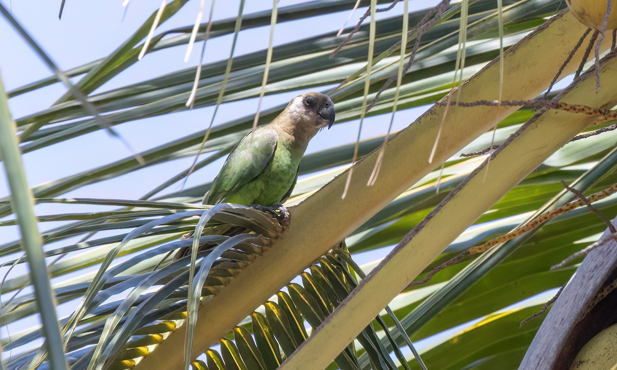Brown-headed Parrot - ML639575266