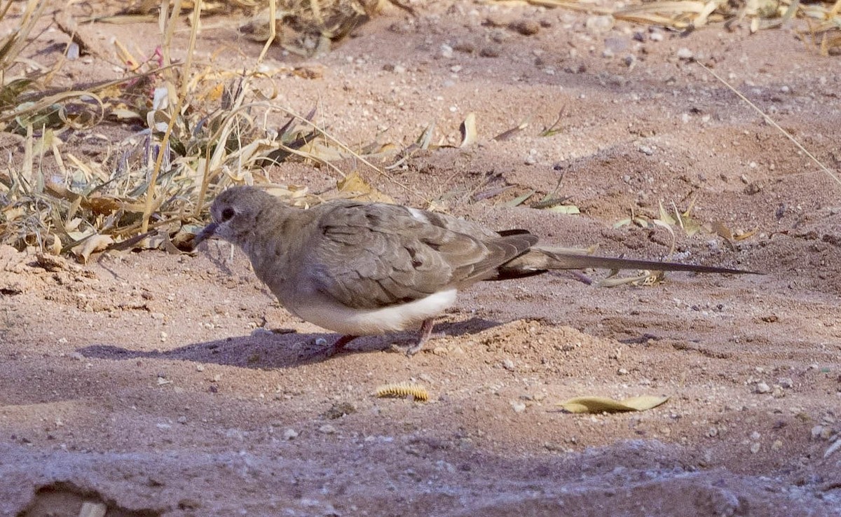 Namaqua Dove - ML639575423