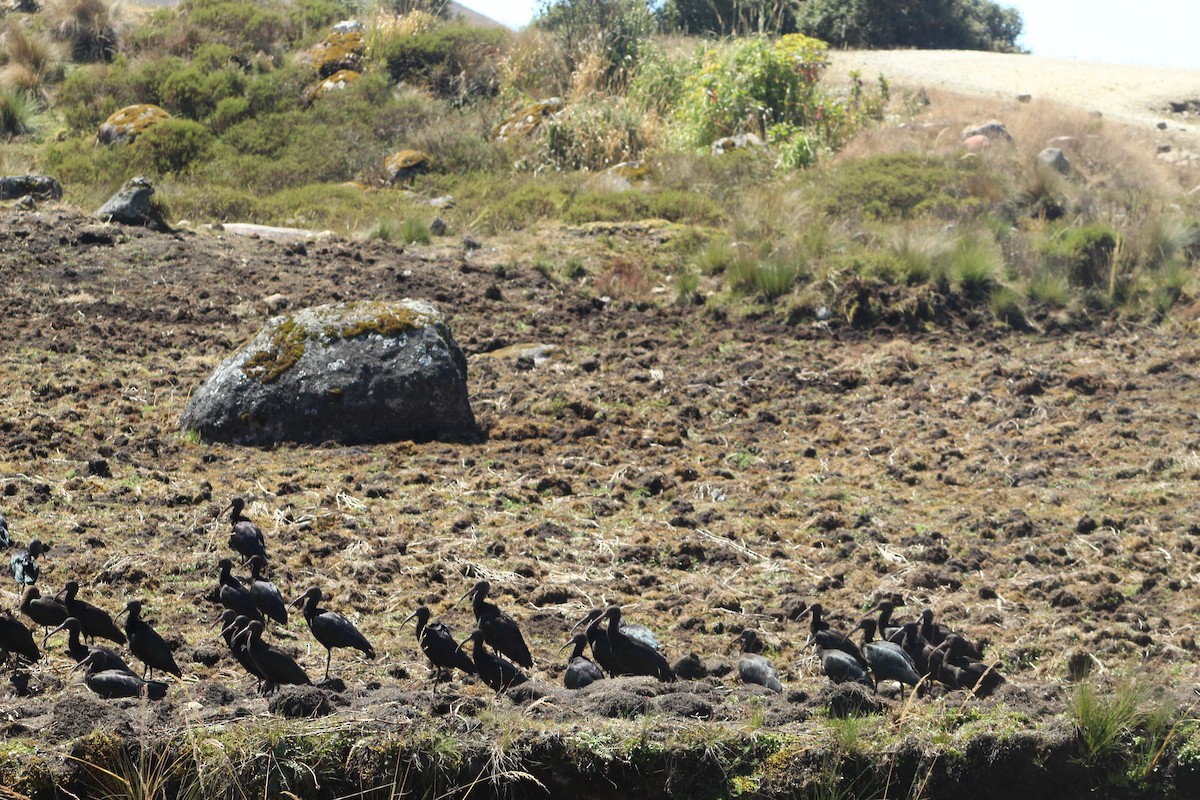 Puna Ibis - ML639575425