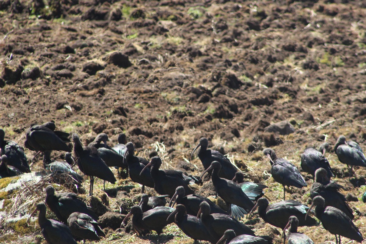 Puna Ibis - ML639575426