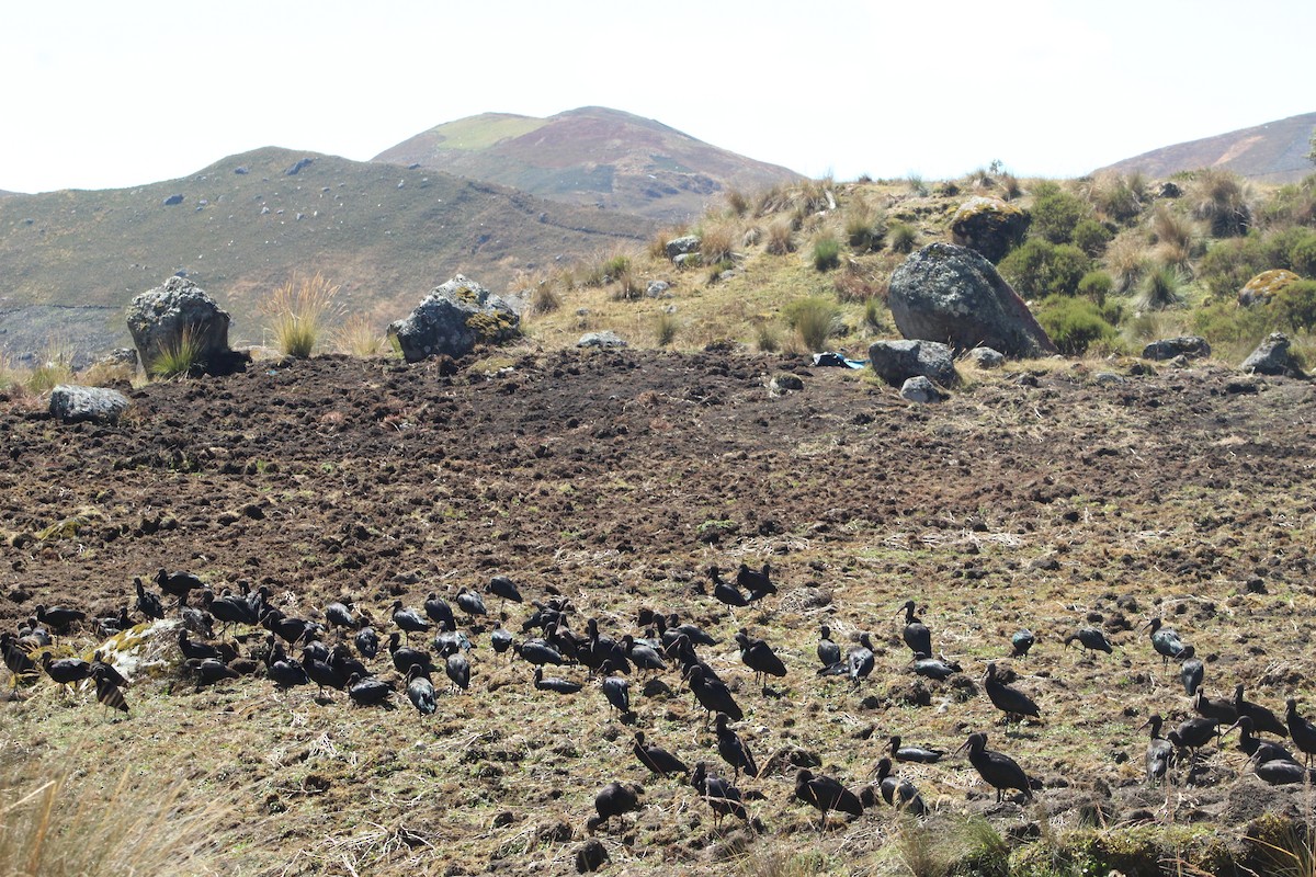 Puna Ibis - ML639575427