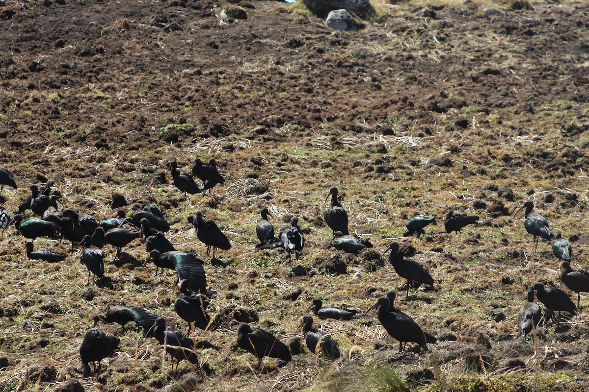 Puna Ibis - ML639575428