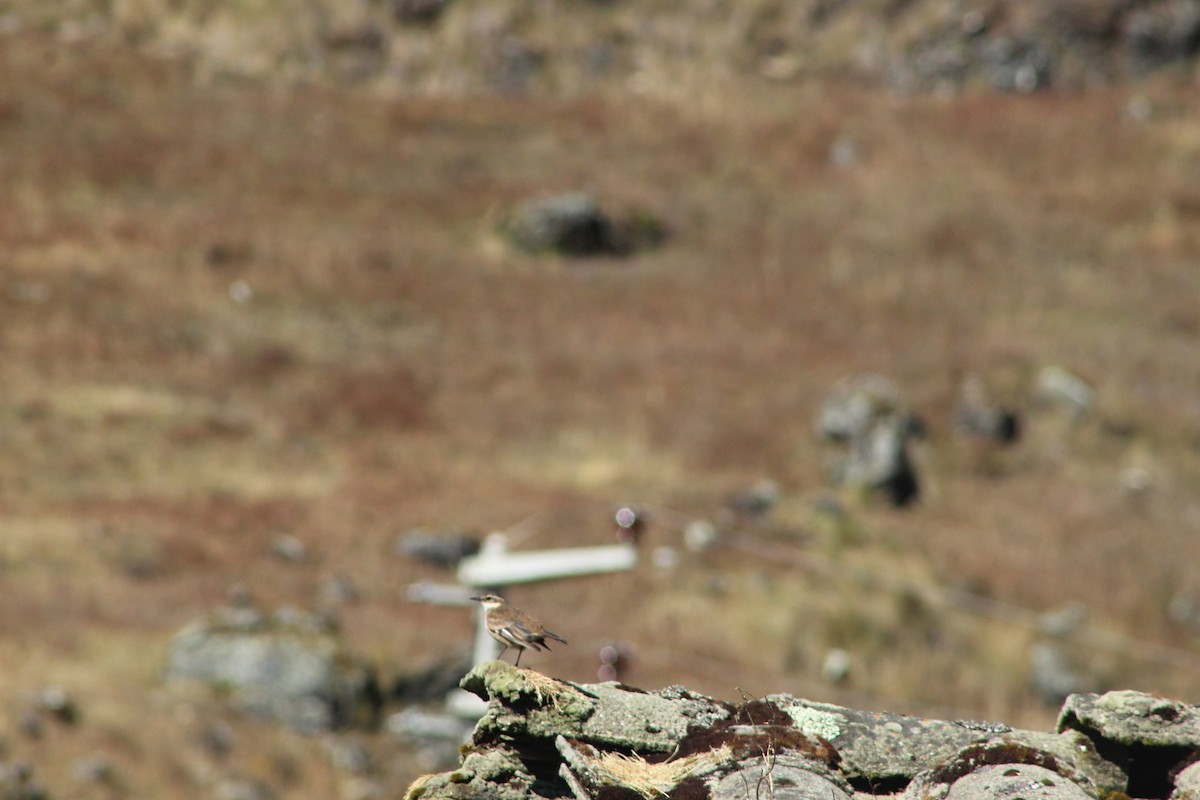 Cream-winged Cinclodes - ML639575444