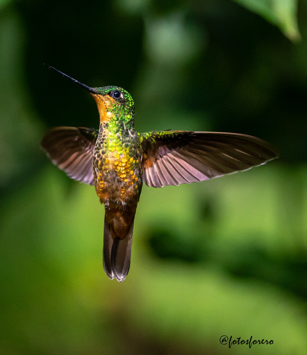 Golden-bellied Starfrontlet - ML639575470