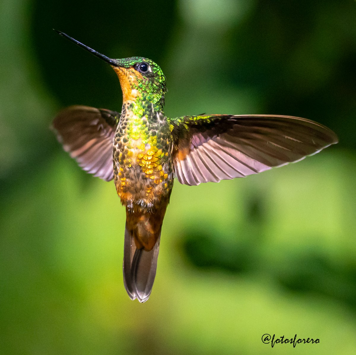 Golden-bellied Starfrontlet - ML639575471