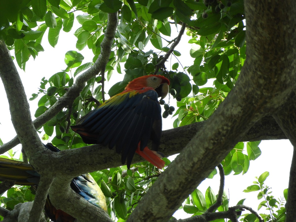 Scarlet Macaw - ML639575498