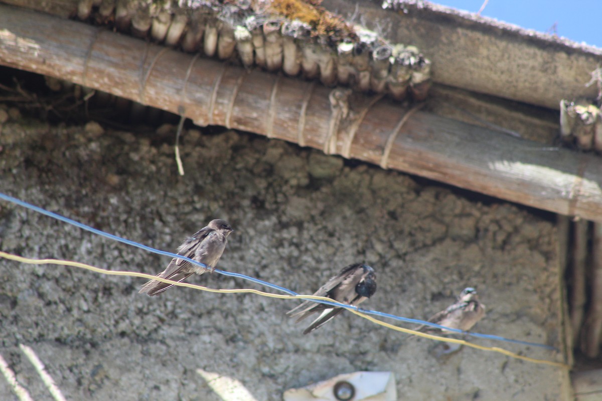 Brown-bellied Swallow - ML639575531
