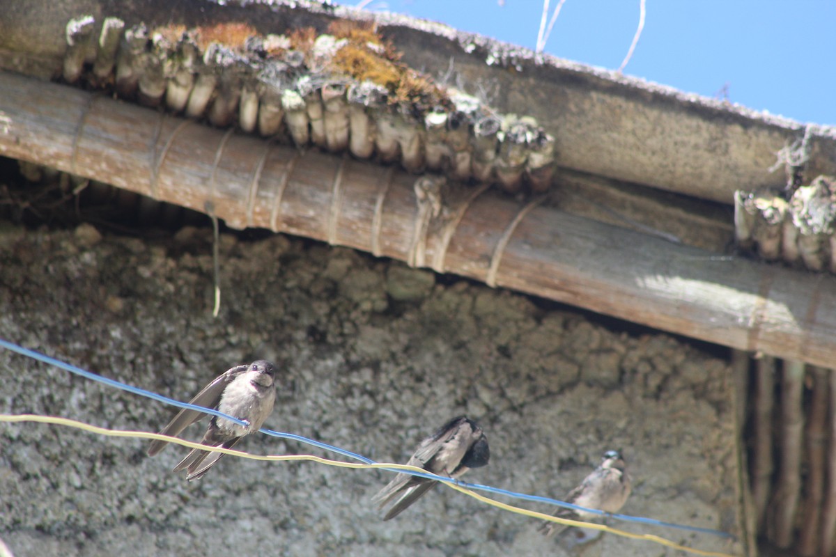 Brown-bellied Swallow - ML639575532