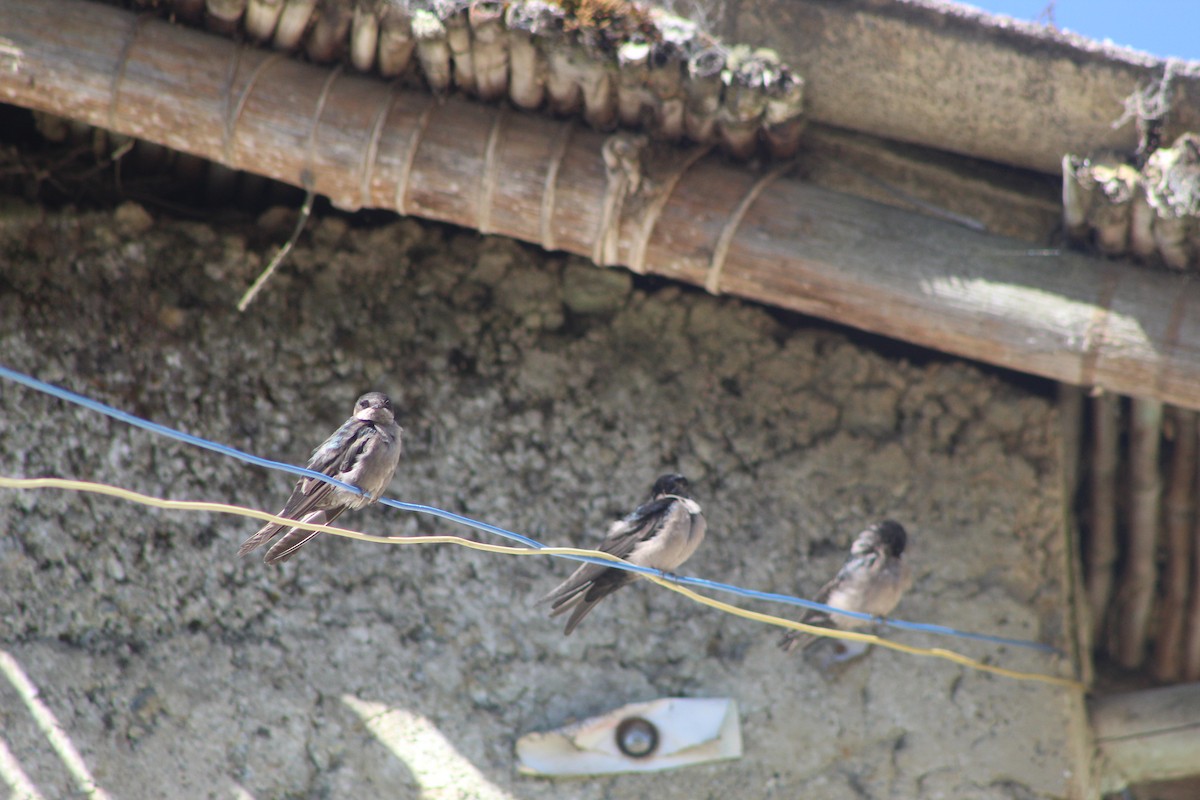 Brown-bellied Swallow - ML639575533