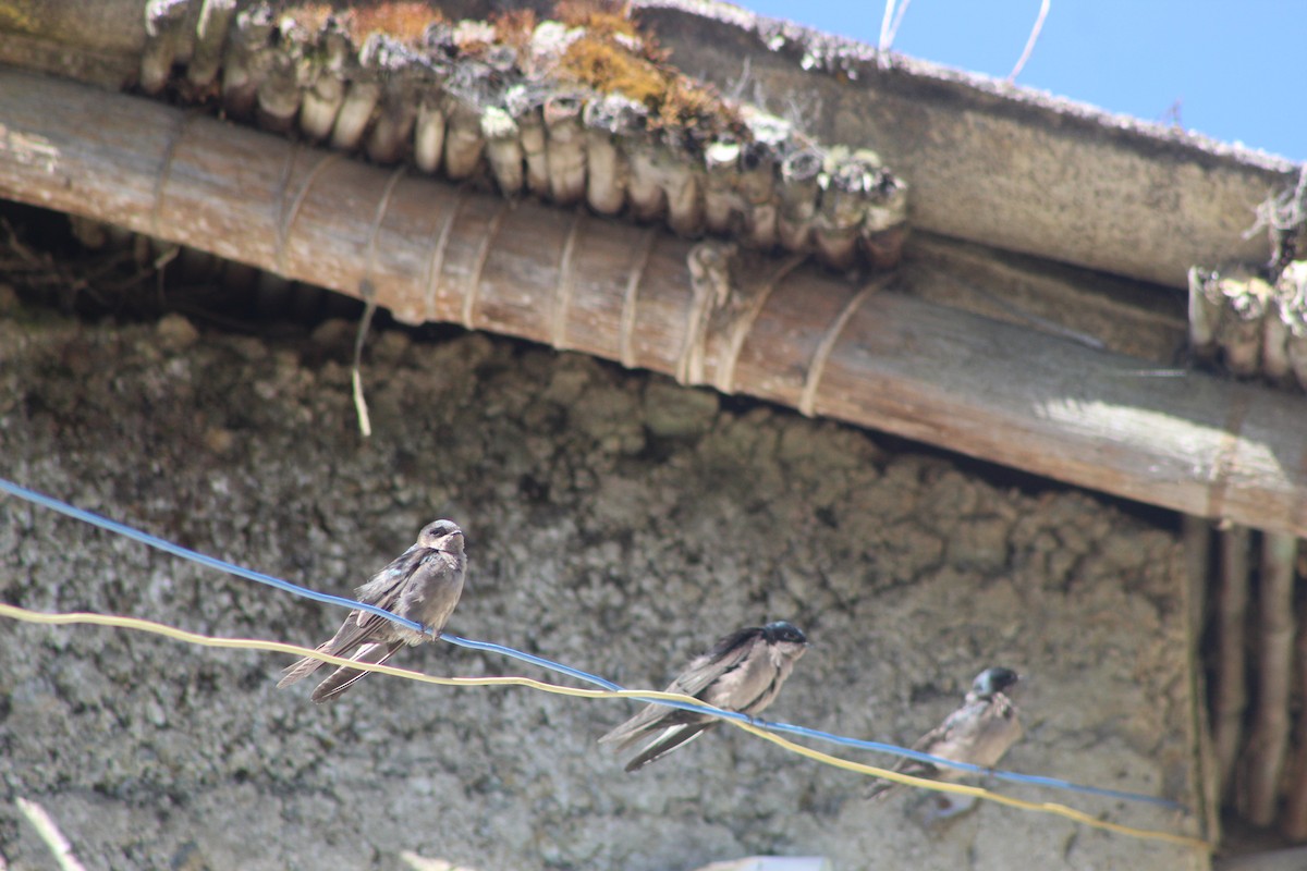 Brown-bellied Swallow - ML639575534