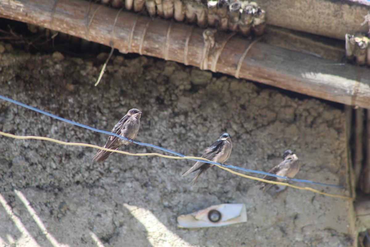 Brown-bellied Swallow - ML639575535