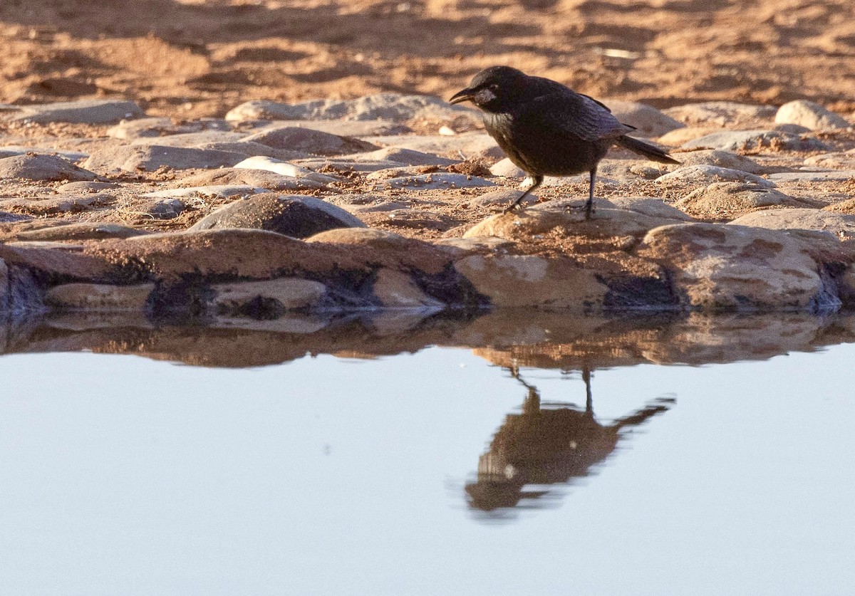 Pale-winged Starling - ML639575536