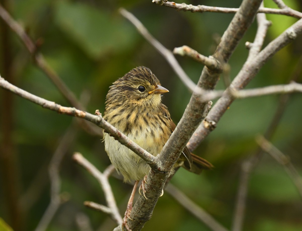 Lincoln's Sparrow - ML639575545