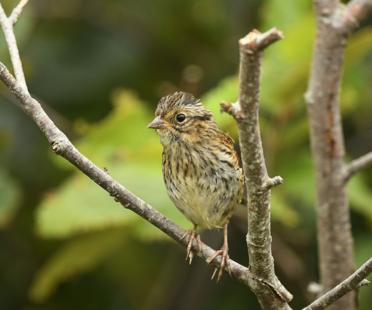 Lincoln's Sparrow - ML639575546
