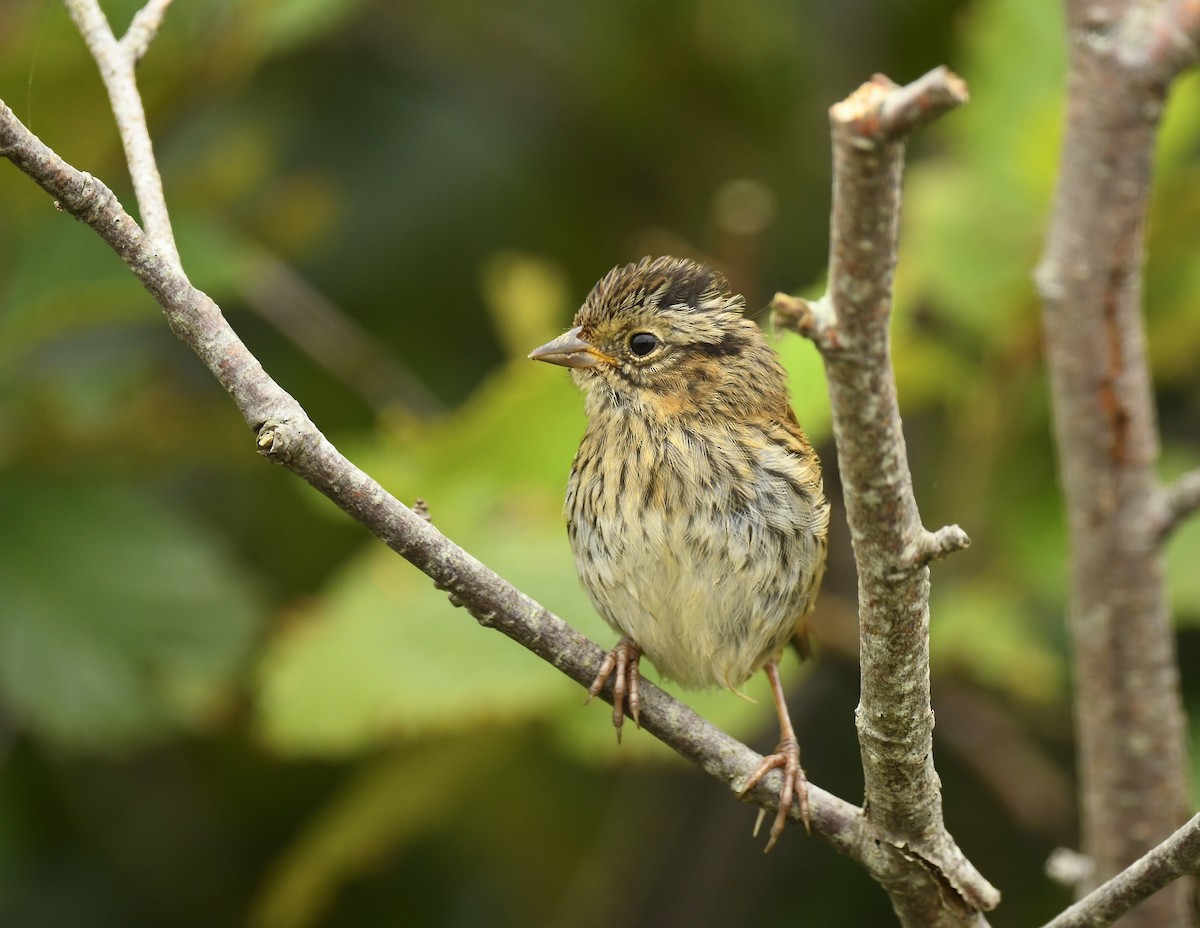 Lincoln's Sparrow - ML639575547