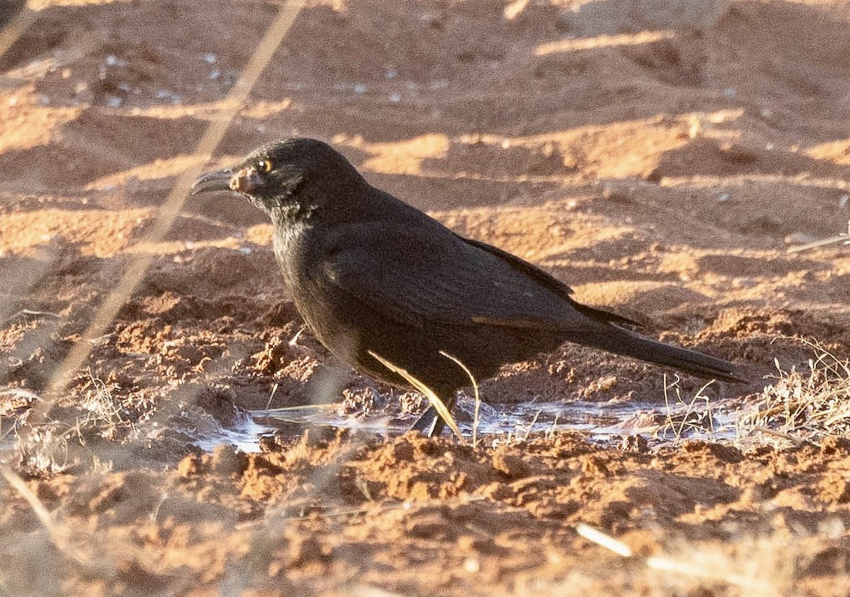 Pale-winged Starling - ML639575558