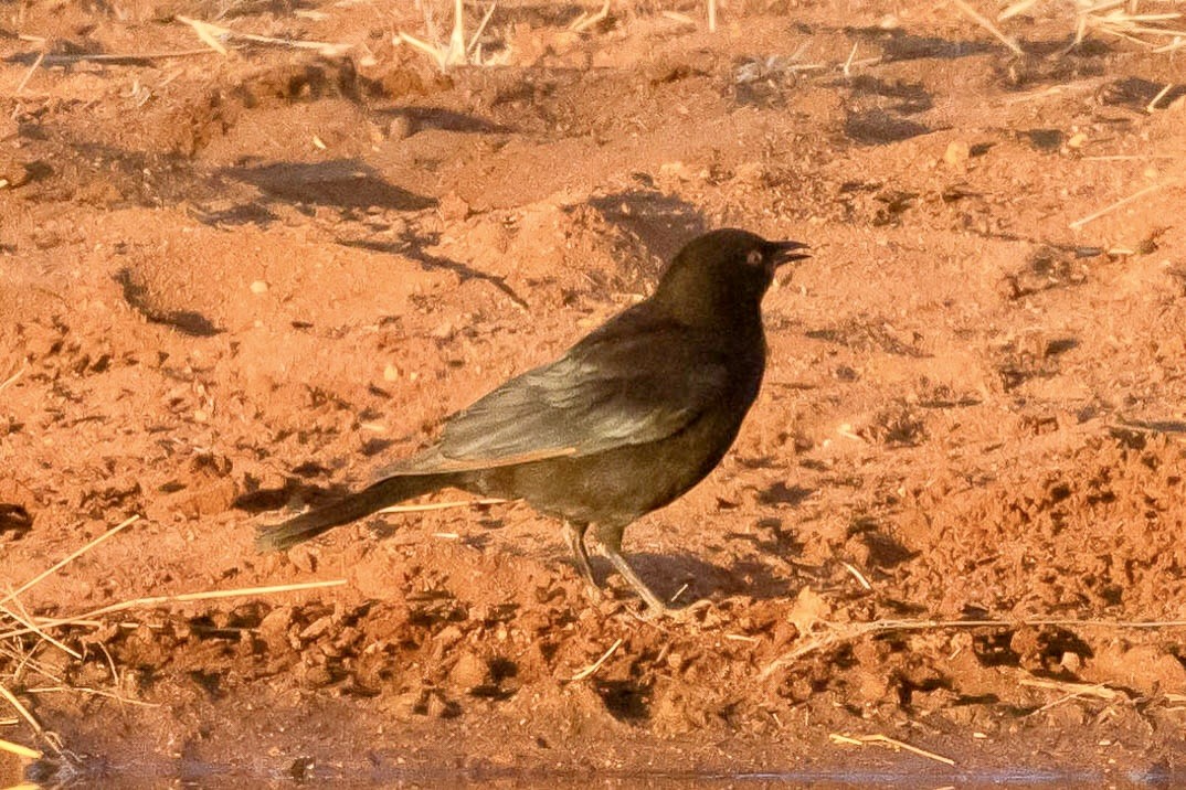 Pale-winged Starling - ML639575562