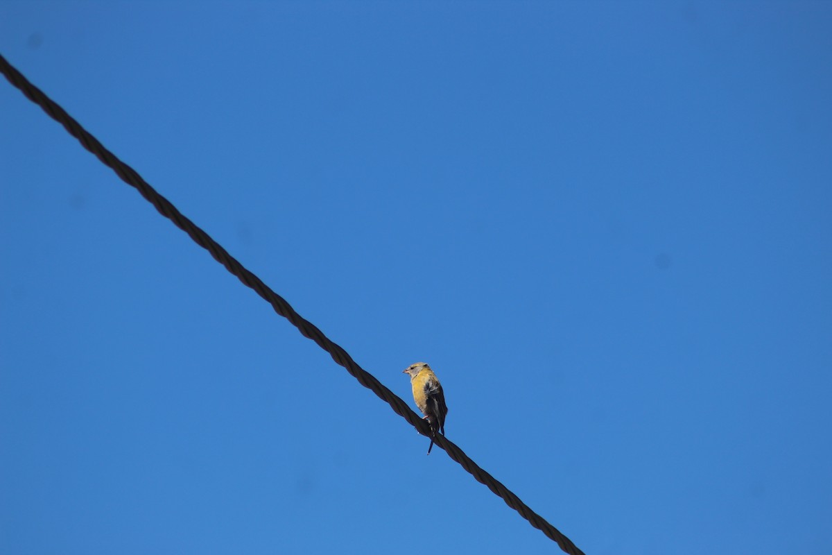 Peruvian Sierra Finch - ML639575569