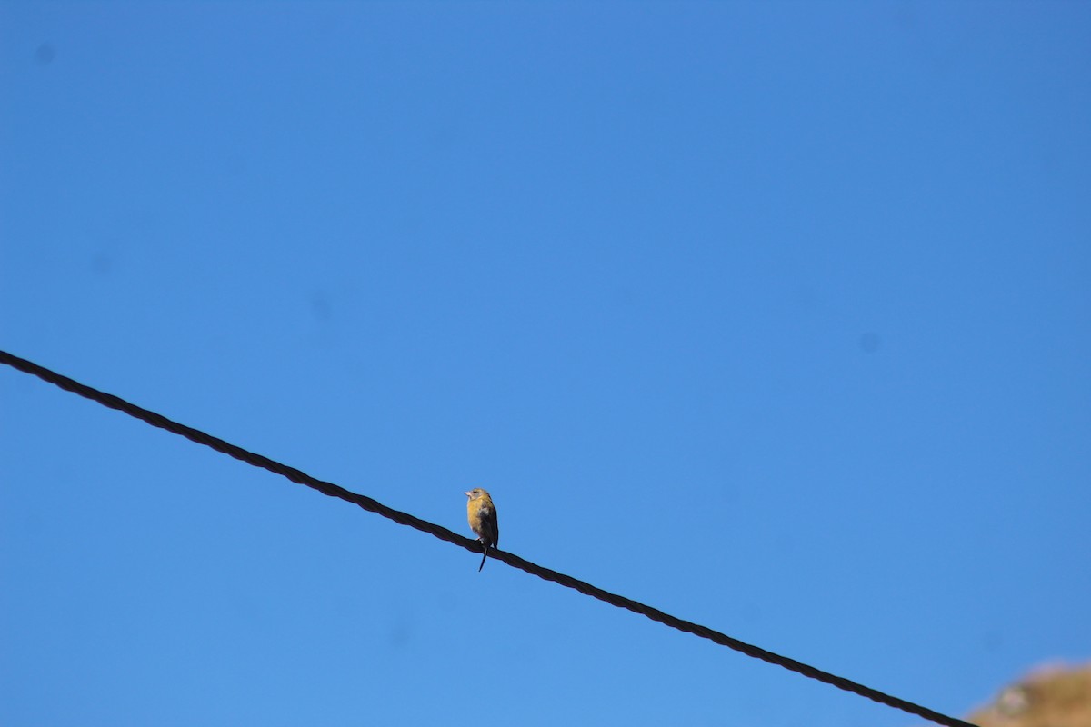 Peruvian Sierra Finch - ML639575570