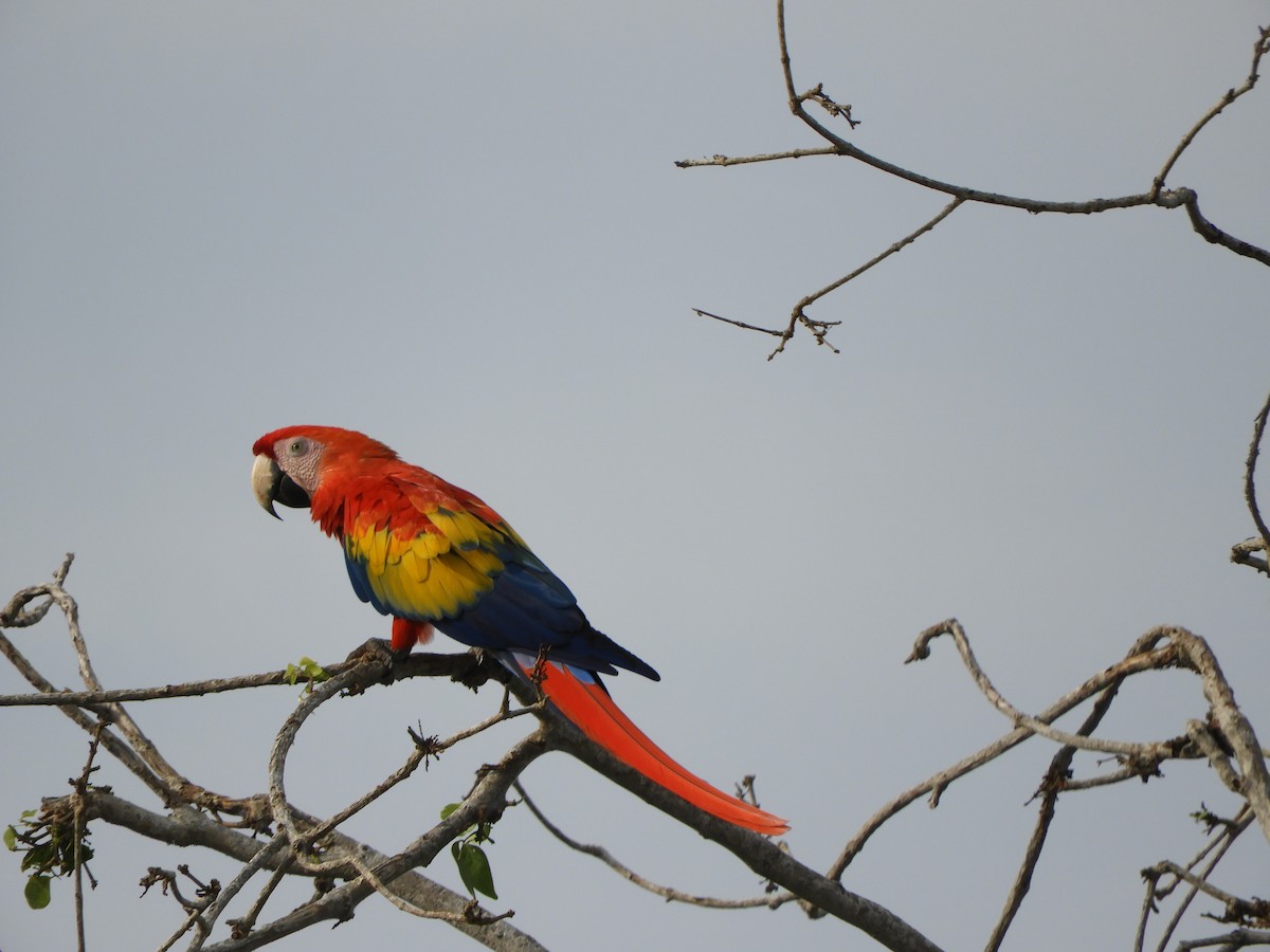 Scarlet Macaw - ML639575571