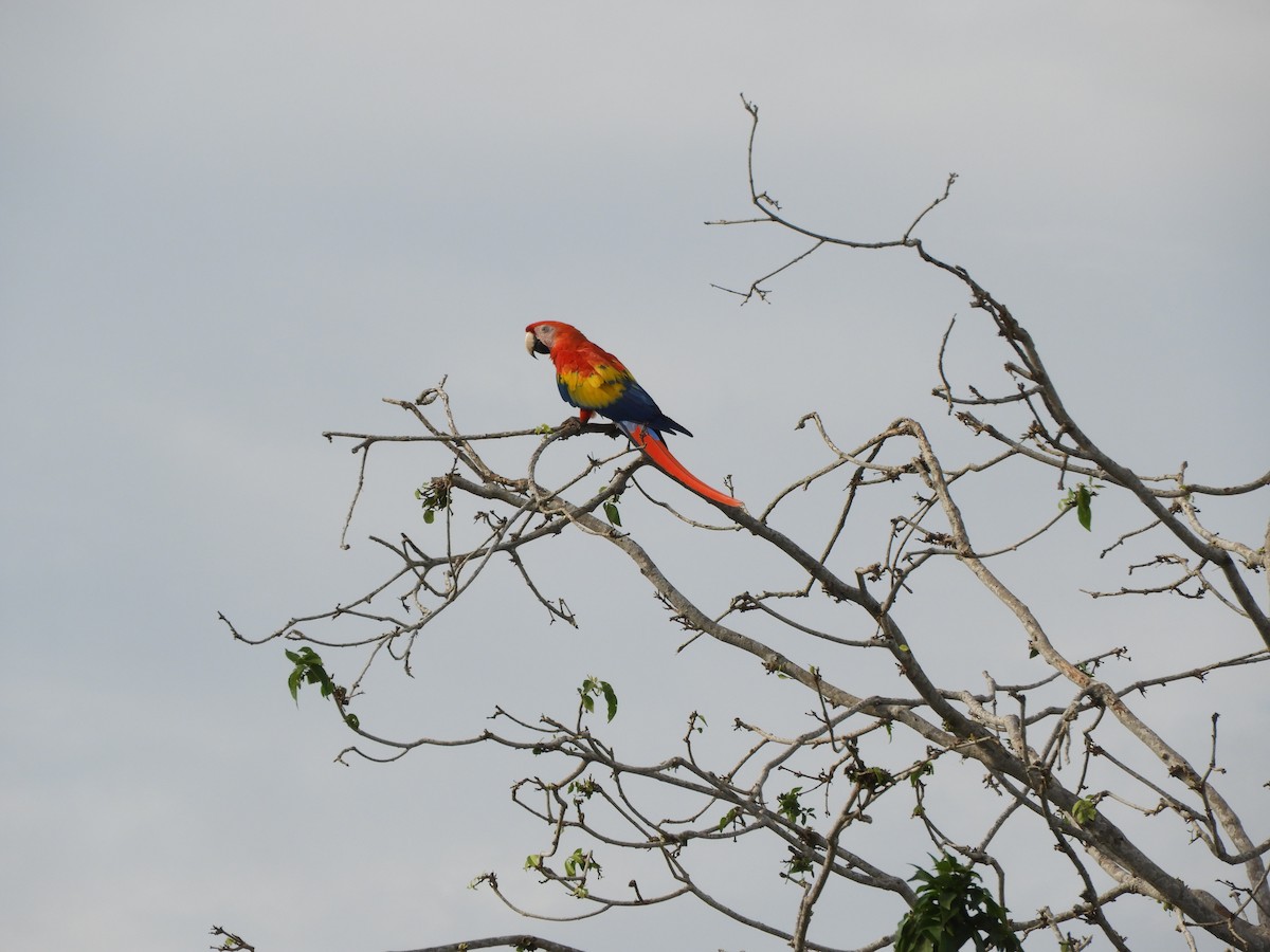 Scarlet Macaw - ML639575572