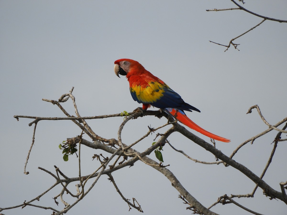 Scarlet Macaw - ML639575573