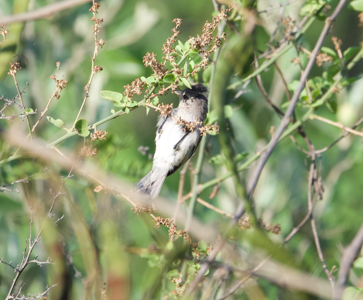 White-browed Gnatcatcher - ML639575585