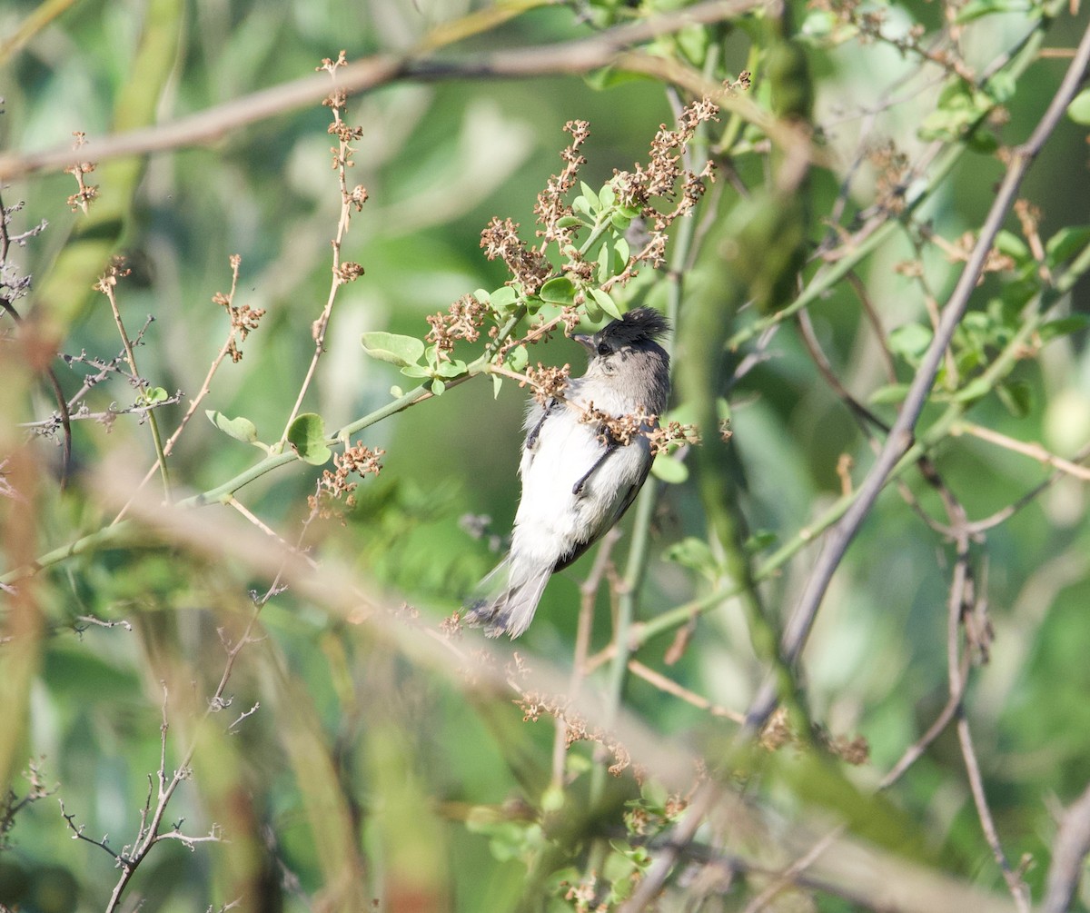 White-browed Gnatcatcher - ML639575586