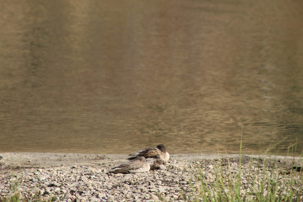 Yellow-billed Teal - ML639575621