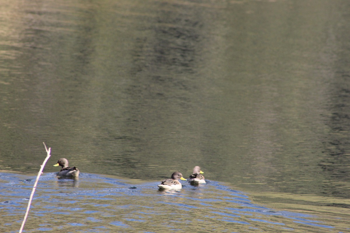 Yellow-billed Teal - ML639575622