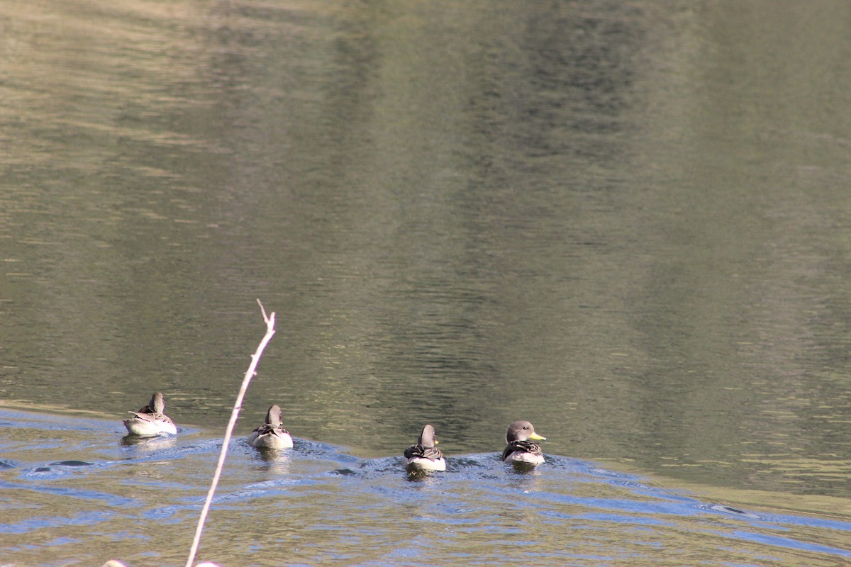 Yellow-billed Teal - ML639575623
