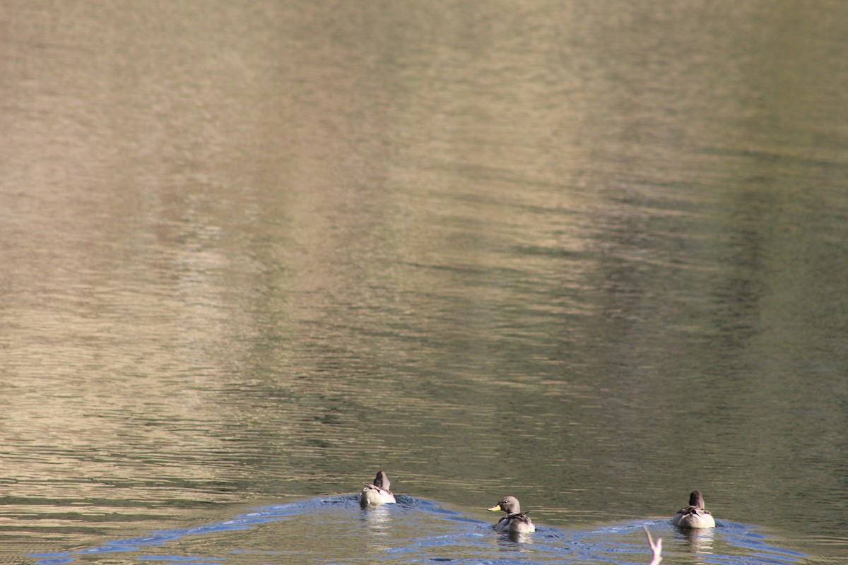 Yellow-billed Teal - ML639575624