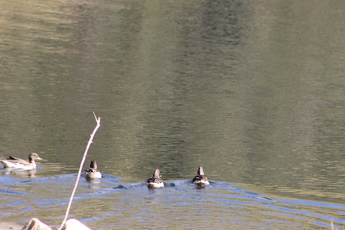 Yellow-billed Teal - ML639575625