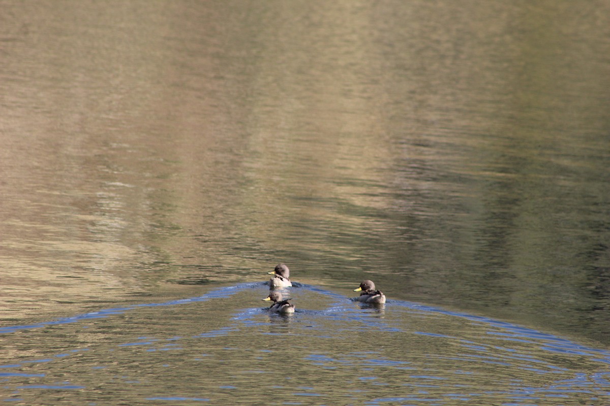 Yellow-billed Teal - ML639575626