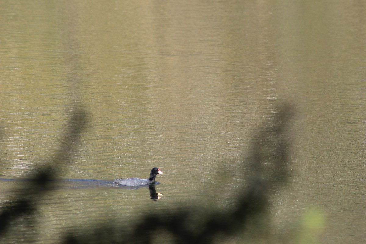 Slate-colored Coot - ML639575652