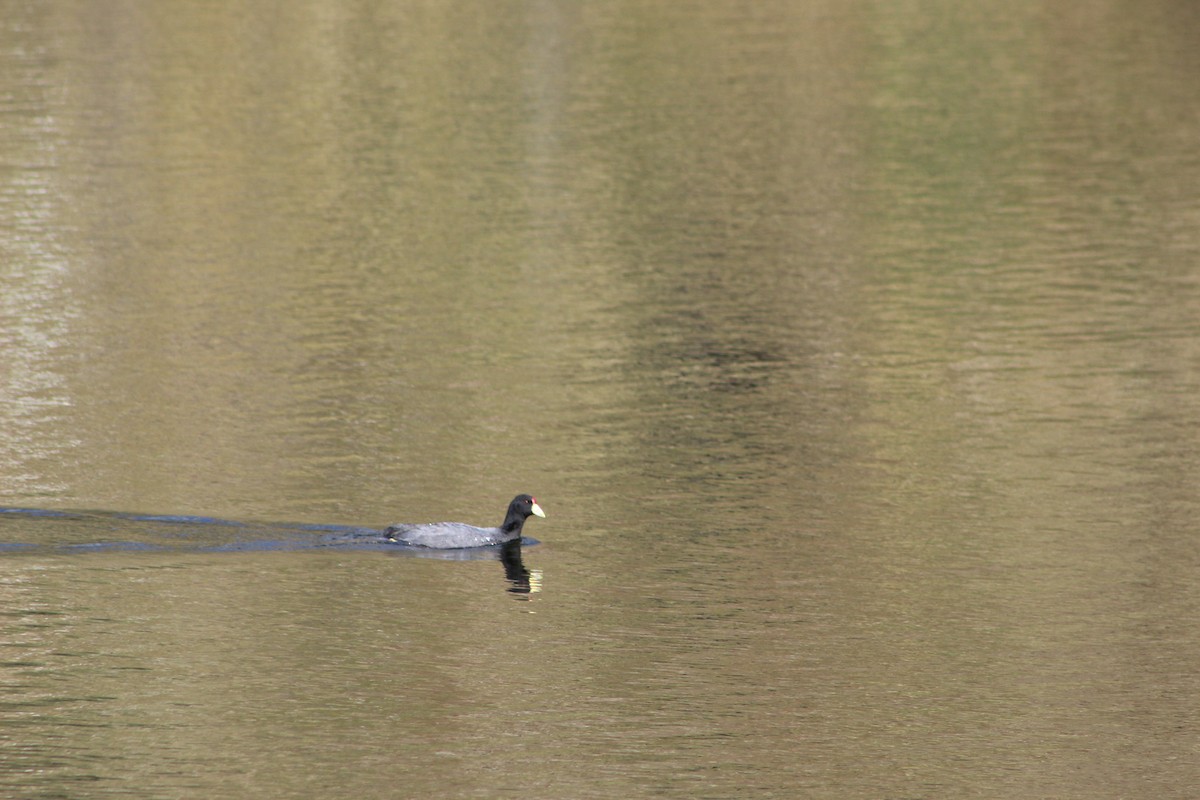 Slate-colored Coot - ML639575653