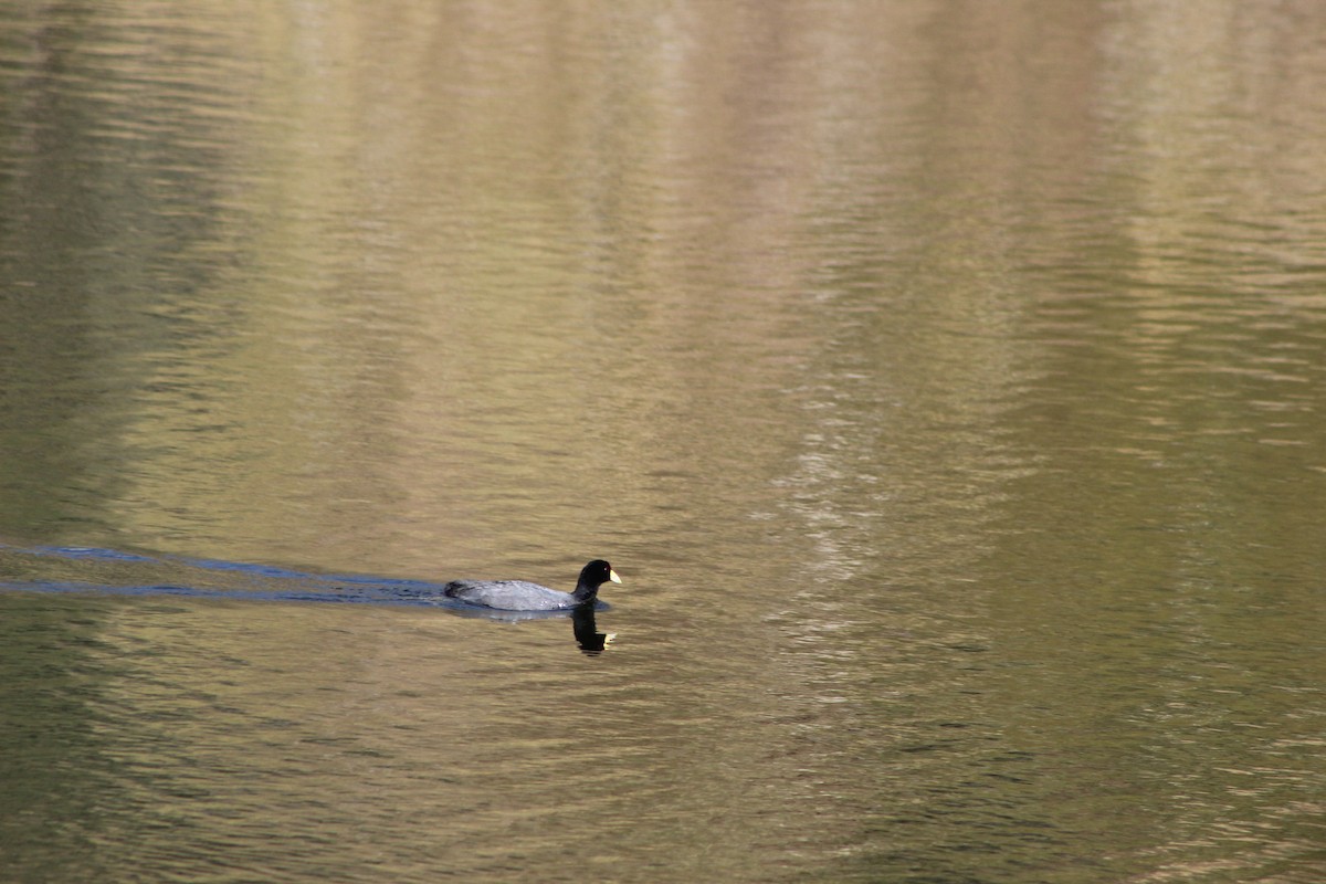 Slate-colored Coot - ML639575654