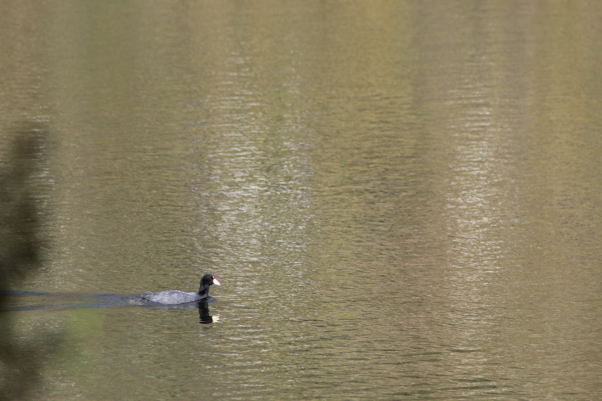 Slate-colored Coot - ML639575655