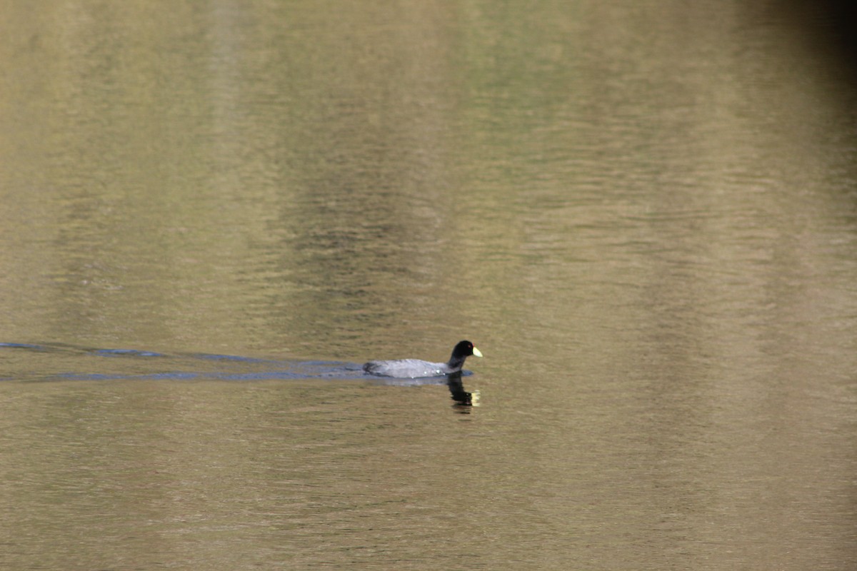 Slate-colored Coot - ML639575656