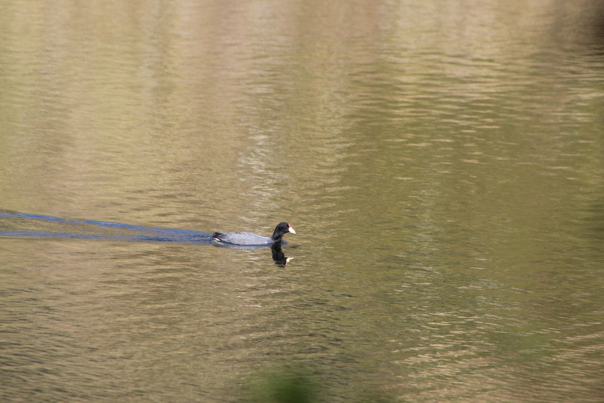 Slate-colored Coot - ML639575657