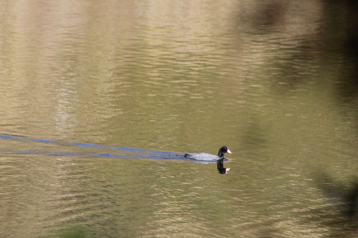 Slate-colored Coot - ML639575658