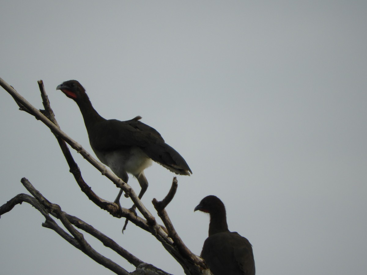 Chachalaca Alirroja - ML639575672