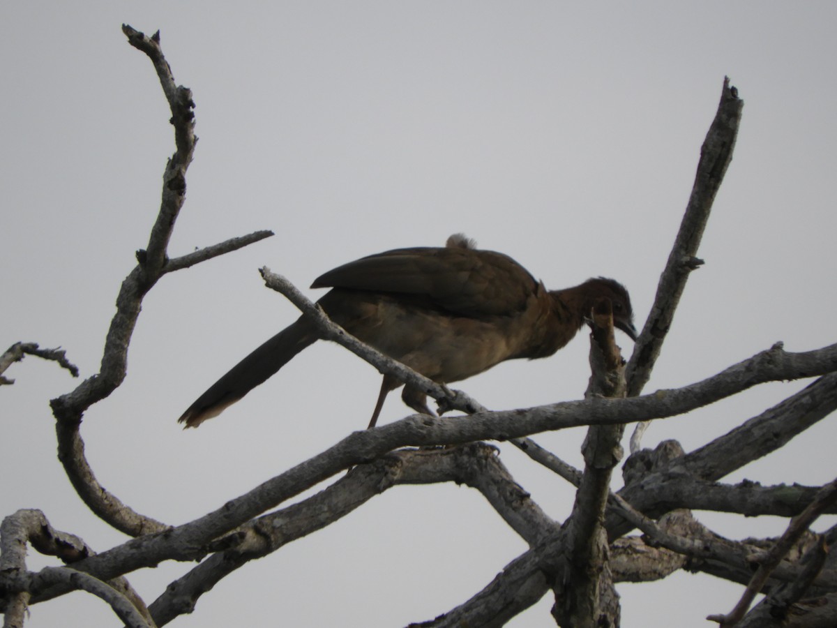 Chachalaca Alirroja - ML639575673